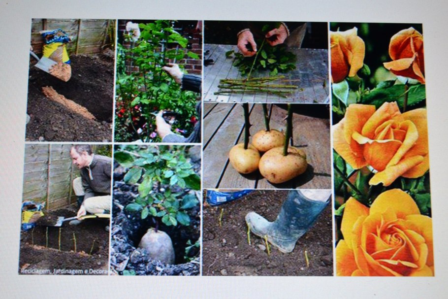 Размножение одревесневшими черенками