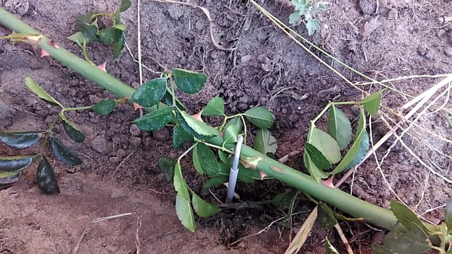 Черенкование плетистой розы