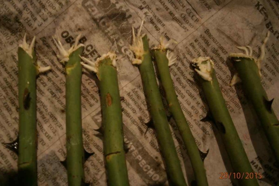 Прививка штамбовых роз черенками