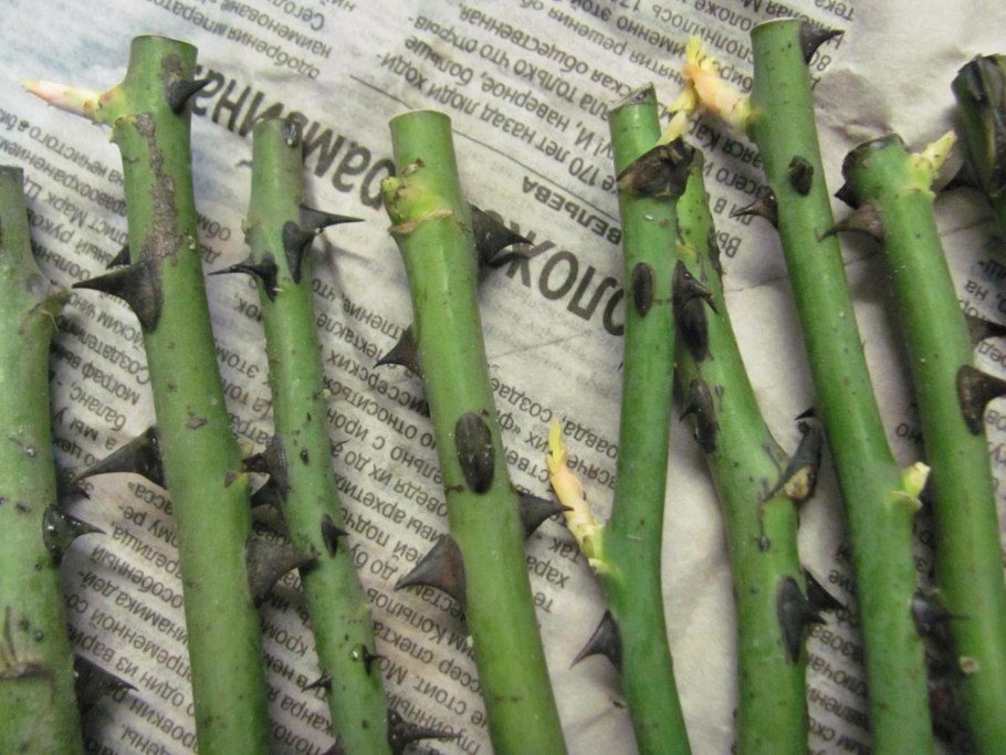 Дикая поросль у плетистой розы