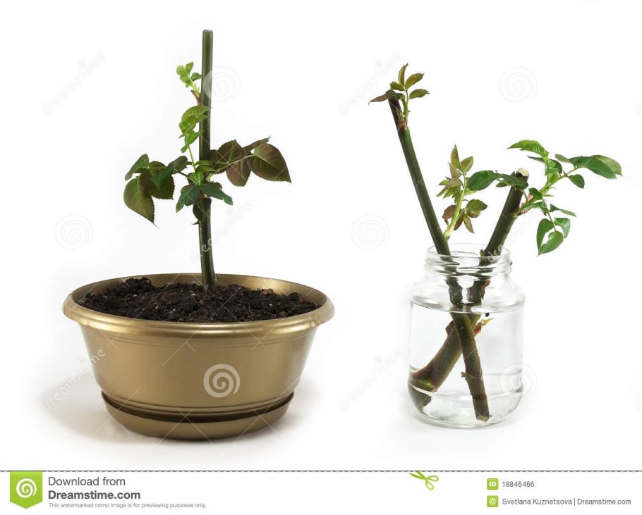 Укоренение черенков роз