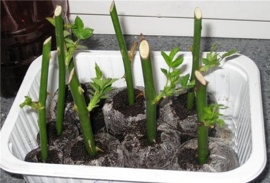 Прививка роз окулировкой