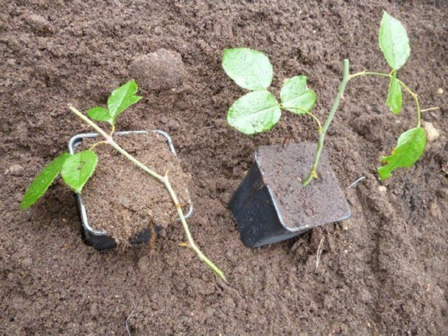 Розы с отростками рисунок