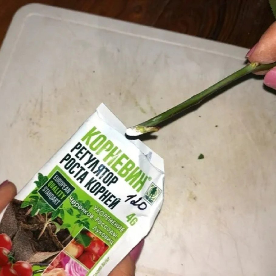 Укоренение черенков роз