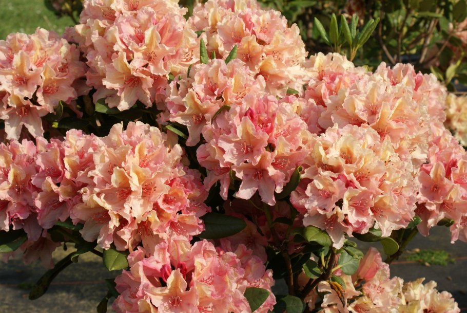 Рододендрон Rhododendron 'Koichiro Wada dekora