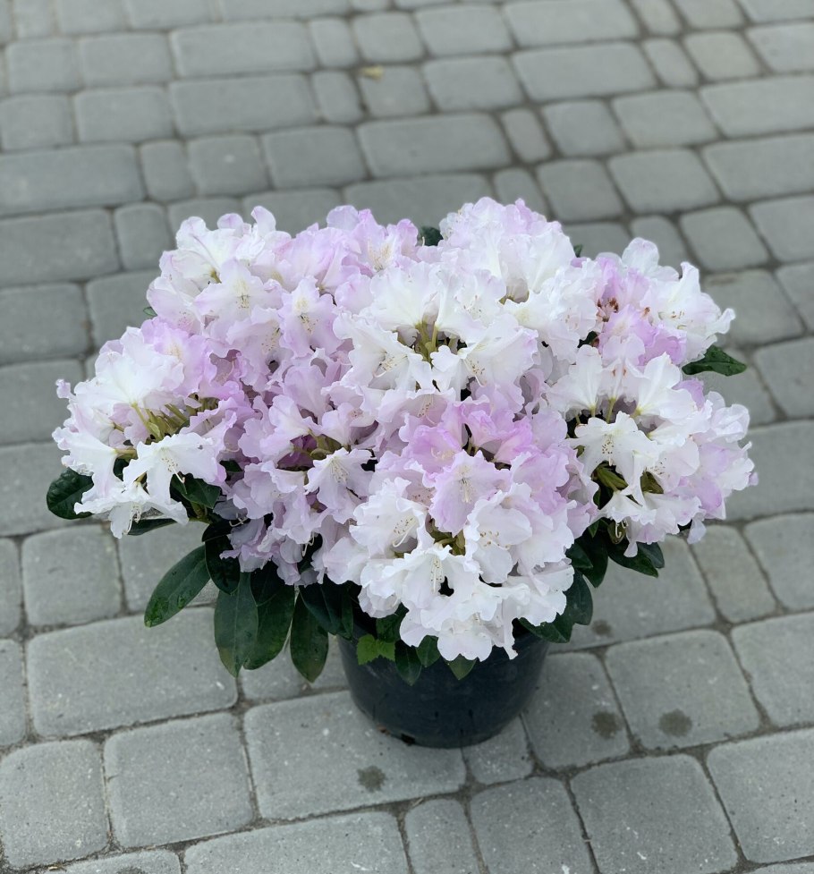 Рододендрон якушиманский Хоппи