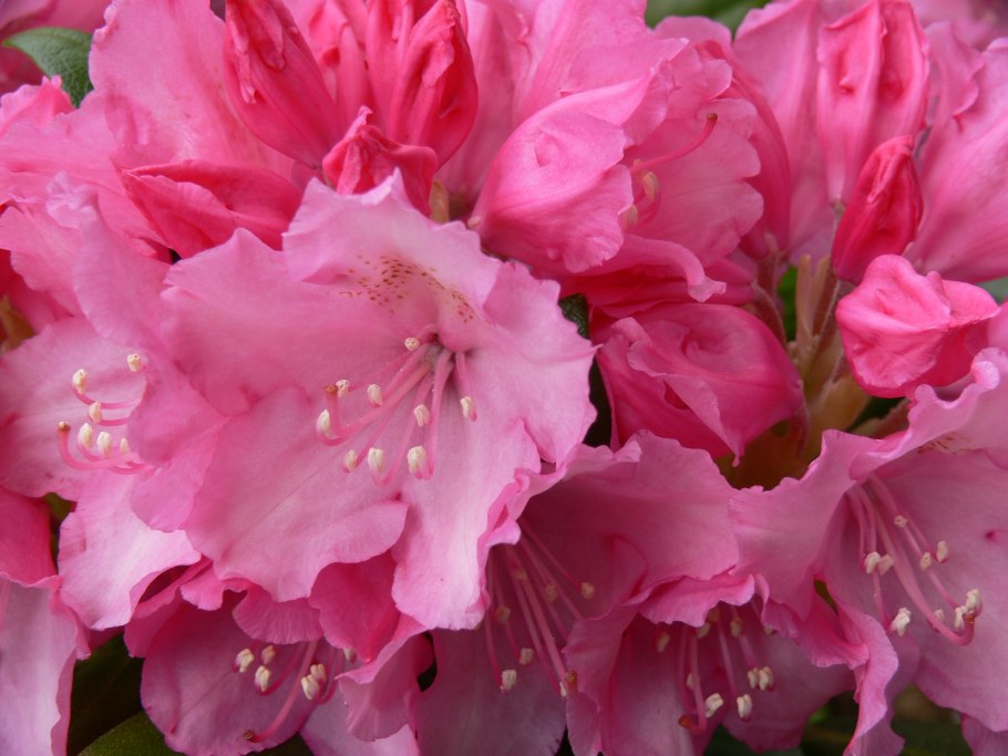 Washington Rhododendron