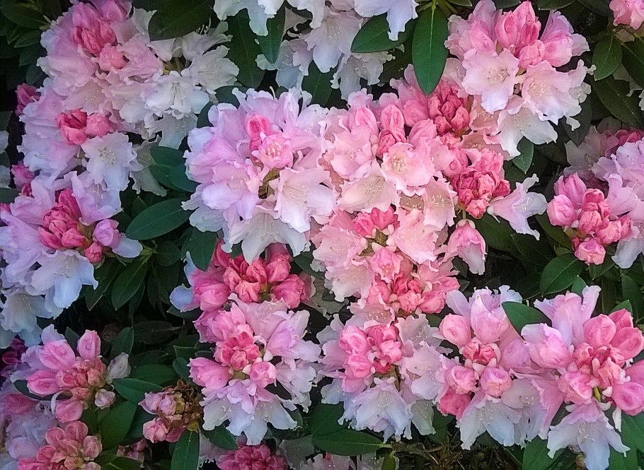 Рододендрон якушиманский Перси