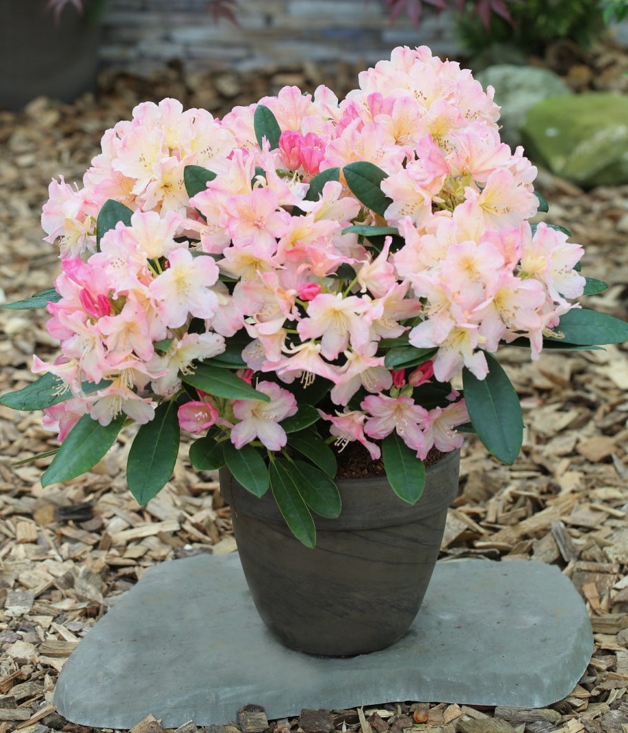 Азалия/рододендрон якушиманский (Rhododendron yakushimanum Percy Wiseman