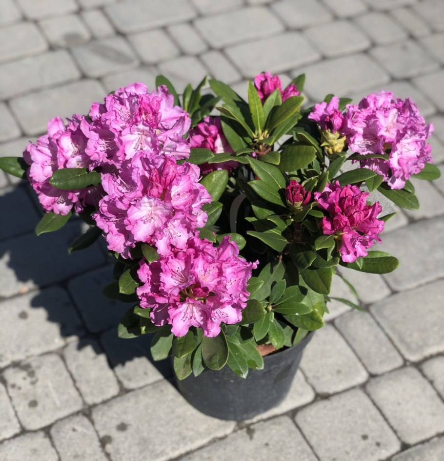 Рододендрон Silberwolke