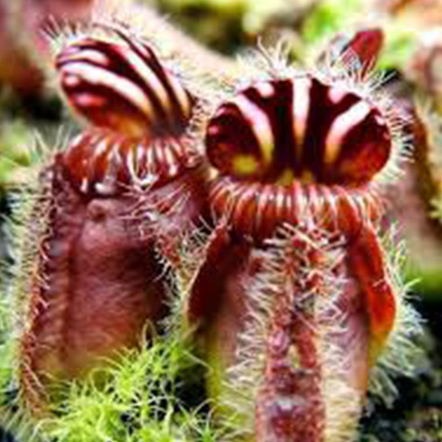 Cephalotus follicularis