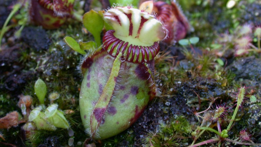 Дарвин Насекомоядные растения книга