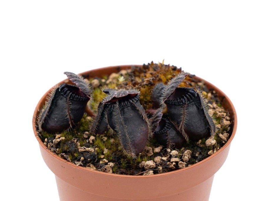 Cephalotus follicularis