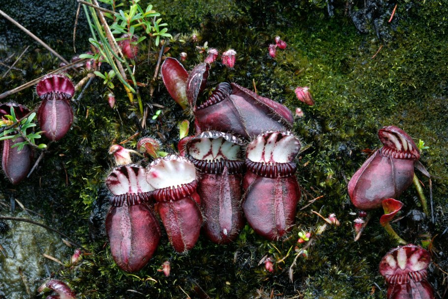 Cephalotus follicularis 8/8 - цефалот