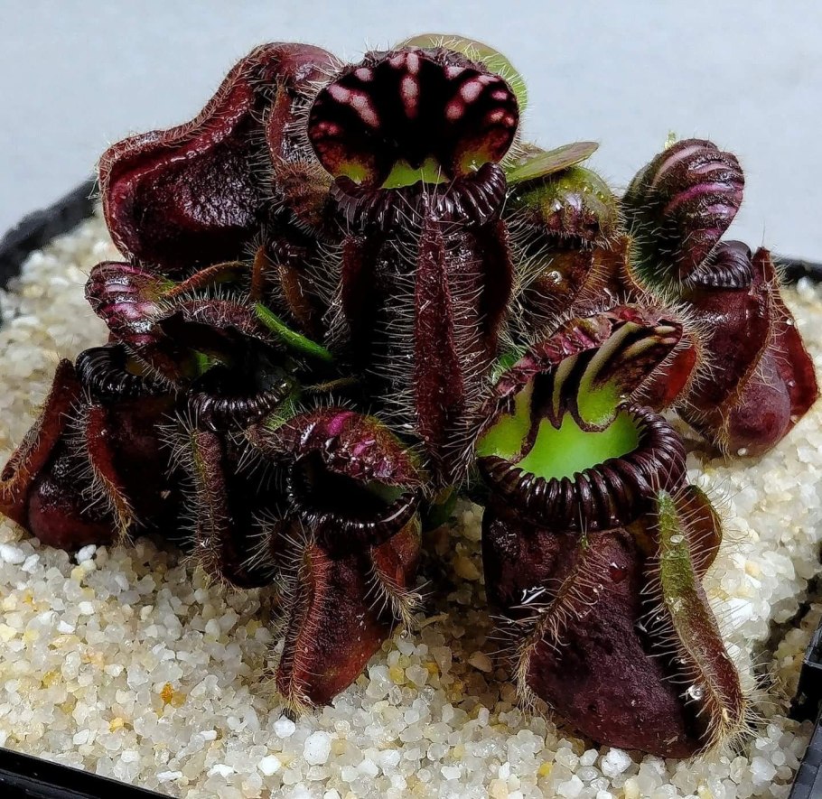 Cephalotus follicularis