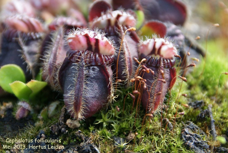 Хищные растения цефалотус