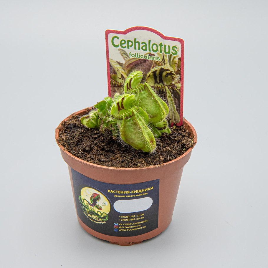 Цефалотус горшок