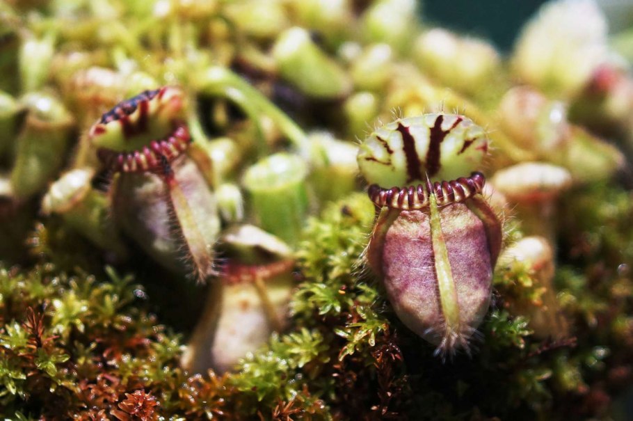 Цефалотус заказать