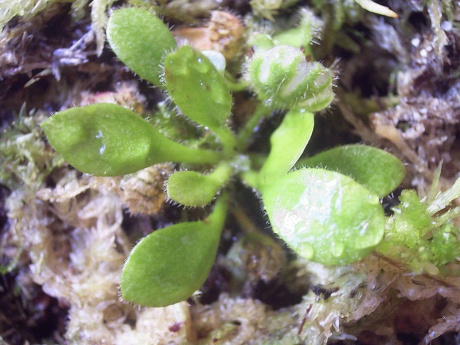 Cephalotus follicularis 8/8 - цефалот
