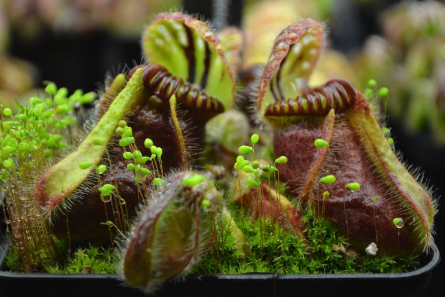 Цефалотус мешочковидный