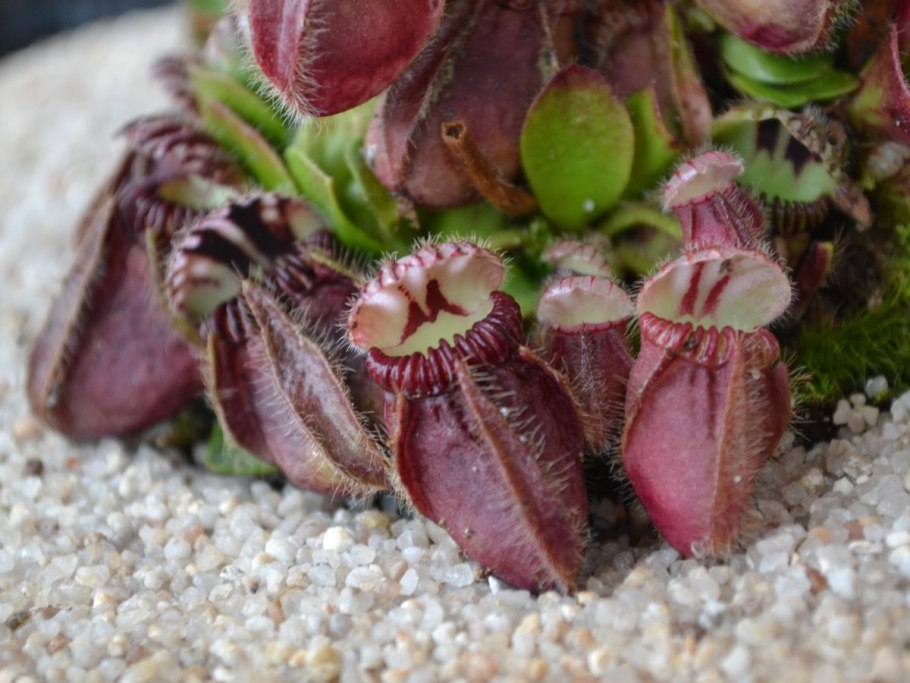 Цефалотус мешочковый