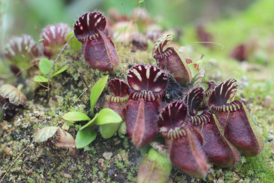 Цефалотус растение хищник