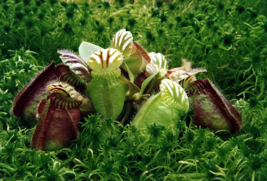 Цефалотус мешочковидный (Cepha- Lotus follicularis).