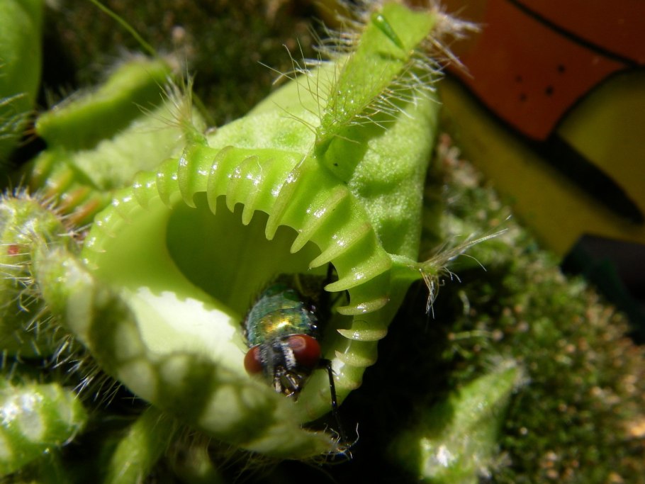 Цефалотус мешочковый ареал