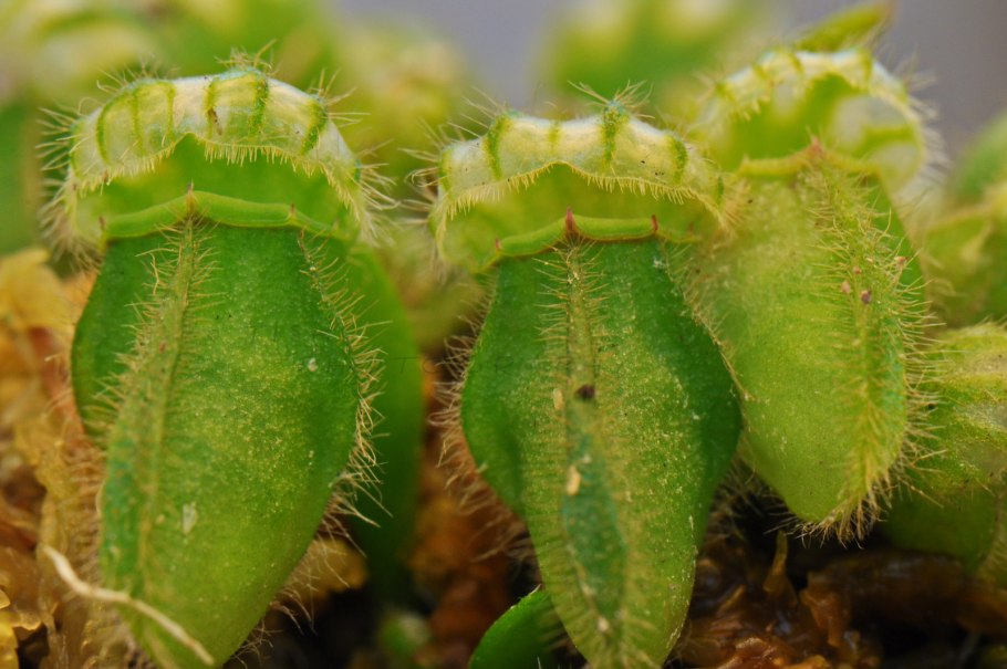 Cephalotus follicularis