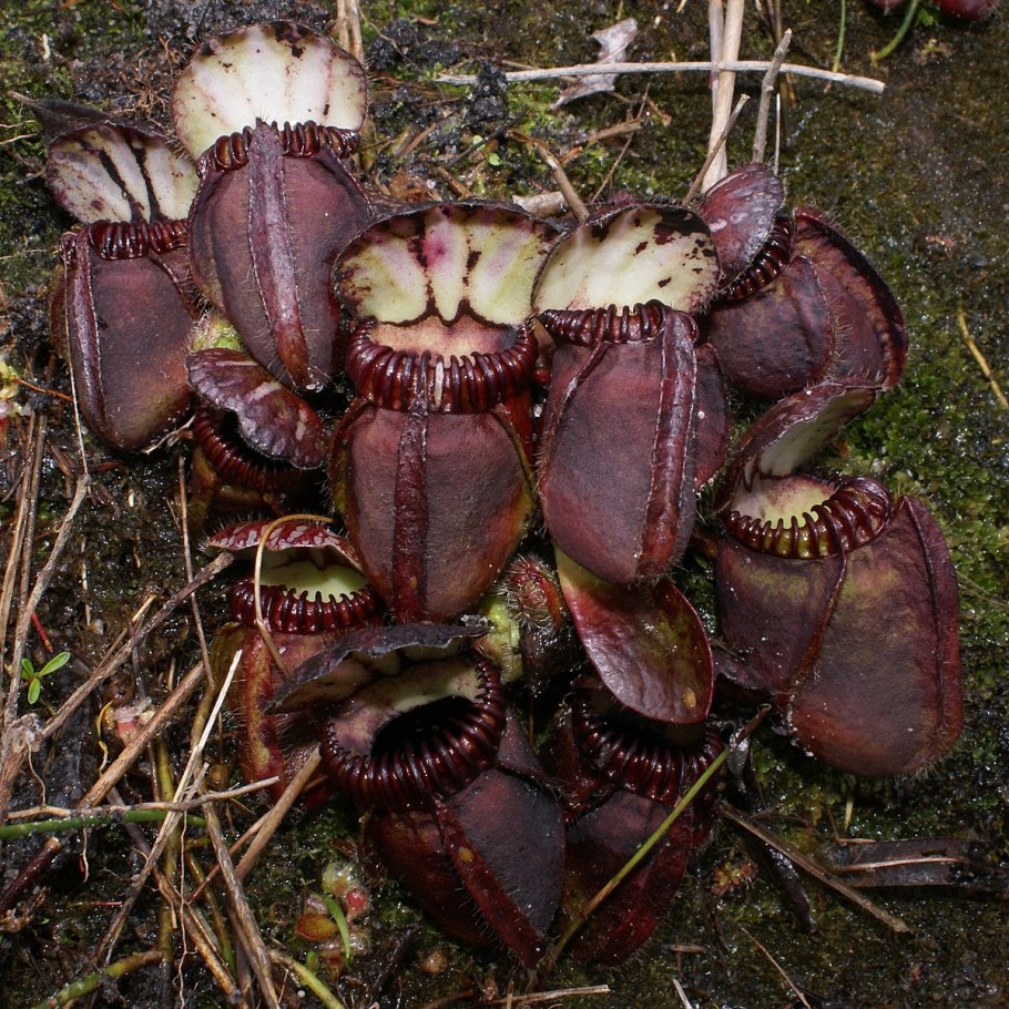 Cephalotus follicularis
