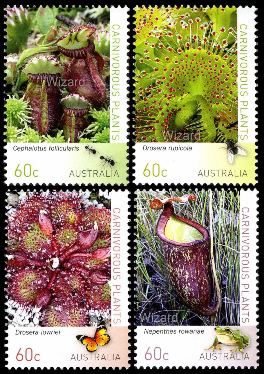 Cephalotus follicularis