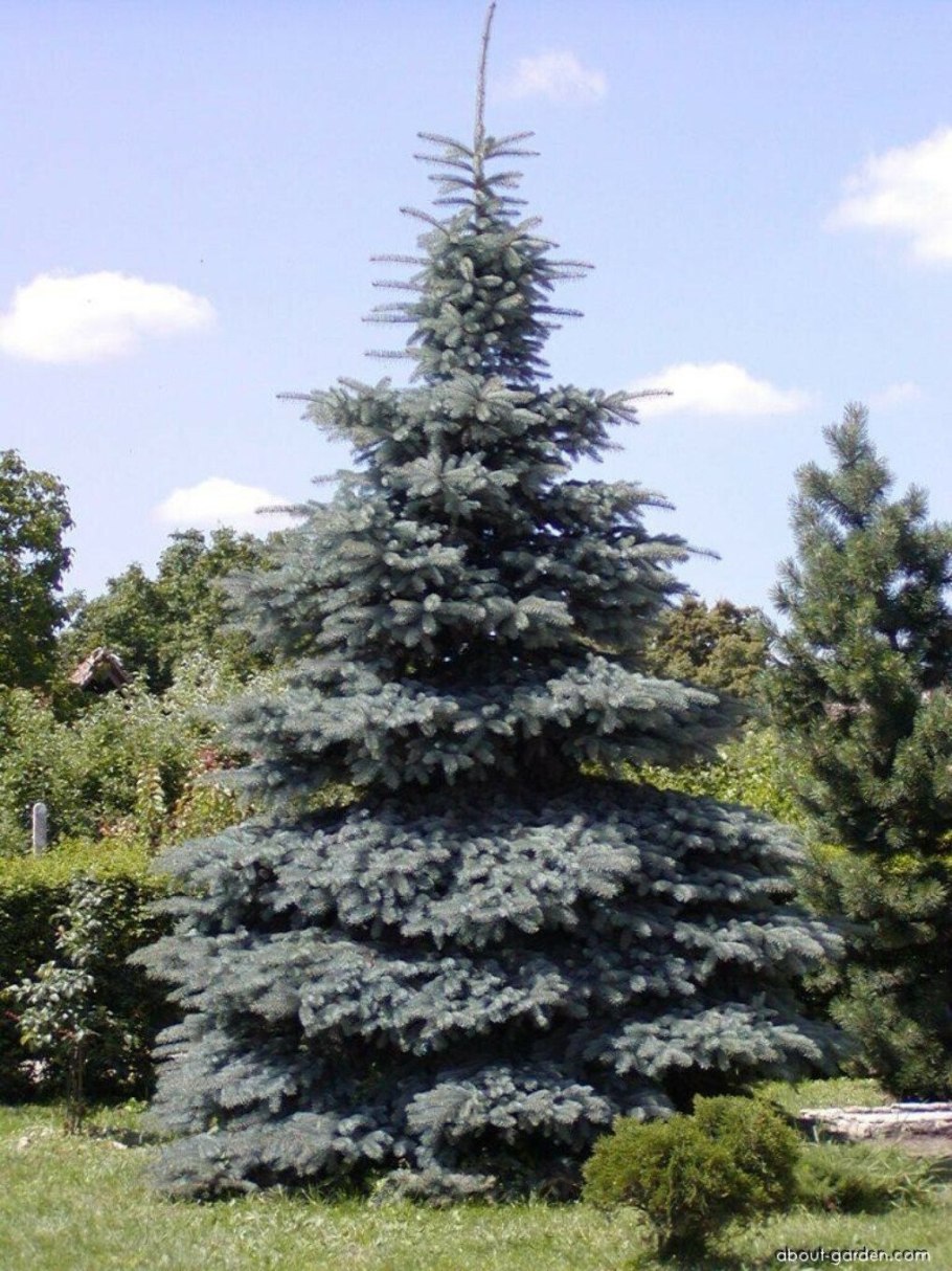 Глаука Мисти Блю