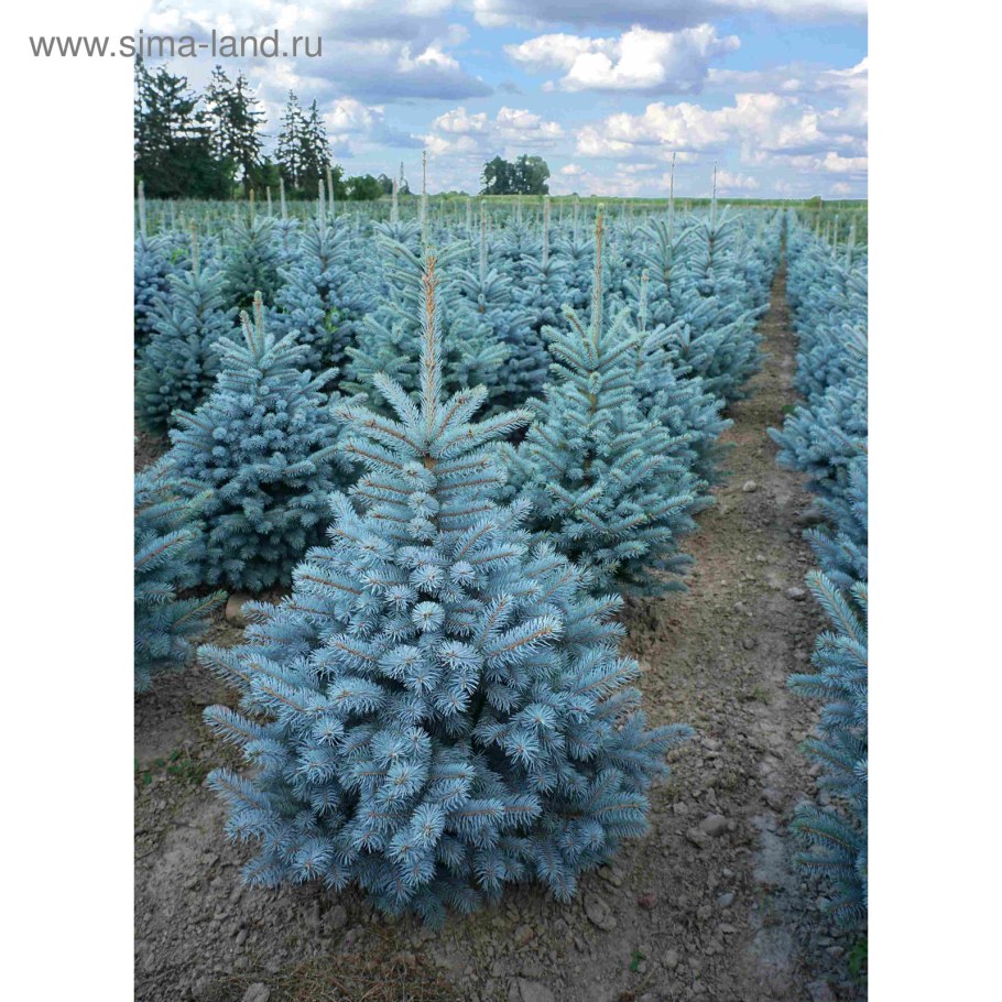 Ель колючая glauca Misty Blue