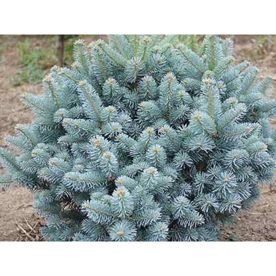 Picea pungens 'Misty Blue'