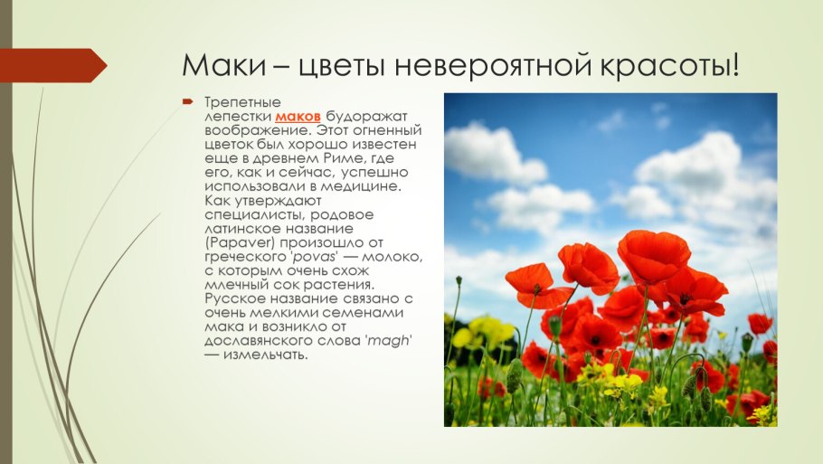 Мак коралл лепестки