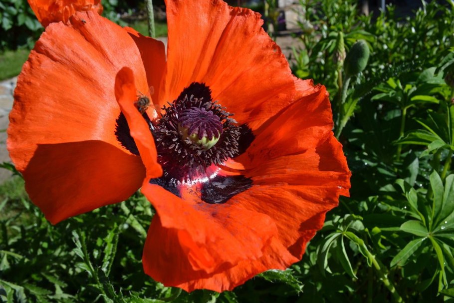 Острые маки