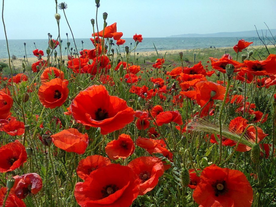 Настурция Король Теодор фото