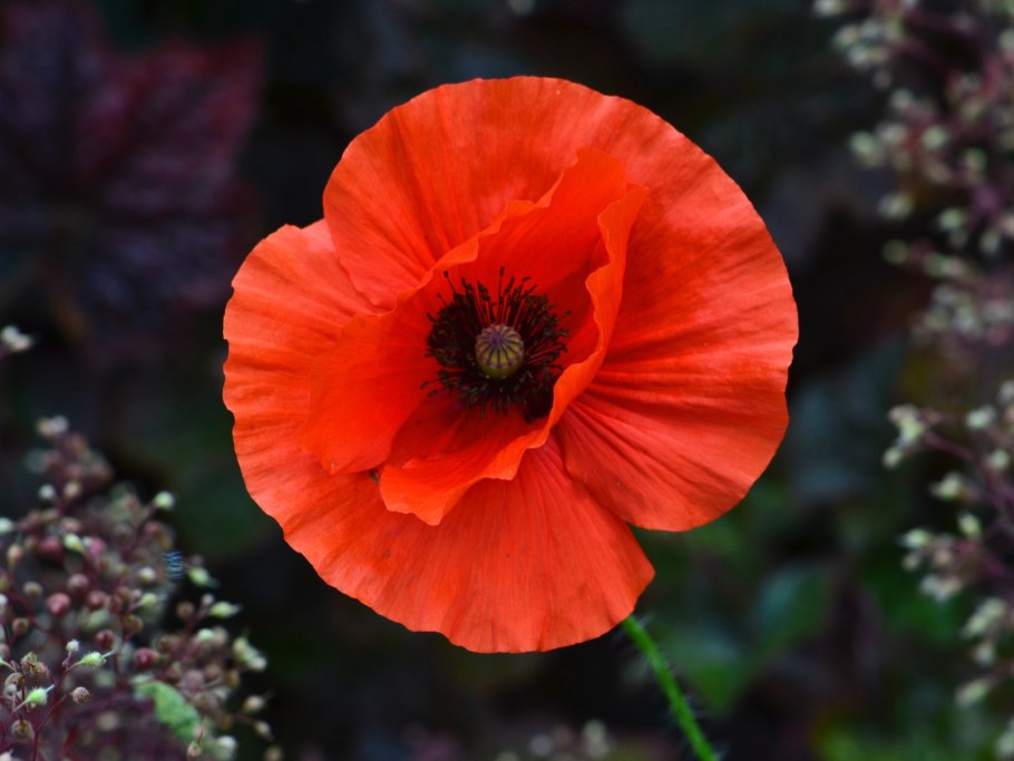 Мак однолетний