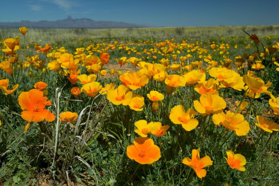 Мак самосейка Ширли