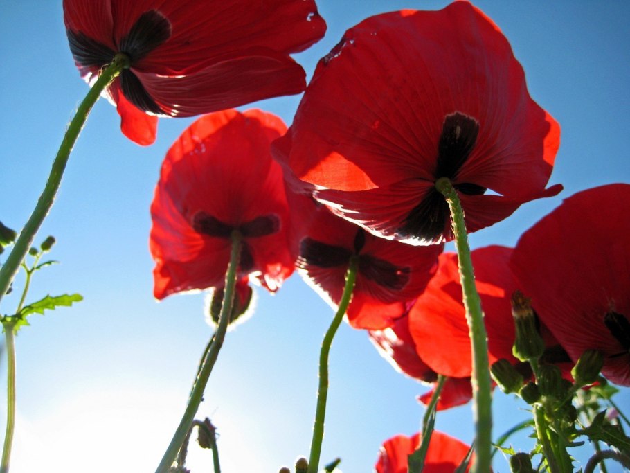 Гималайский Мак