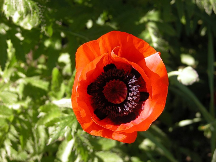 Мак розовый дикий