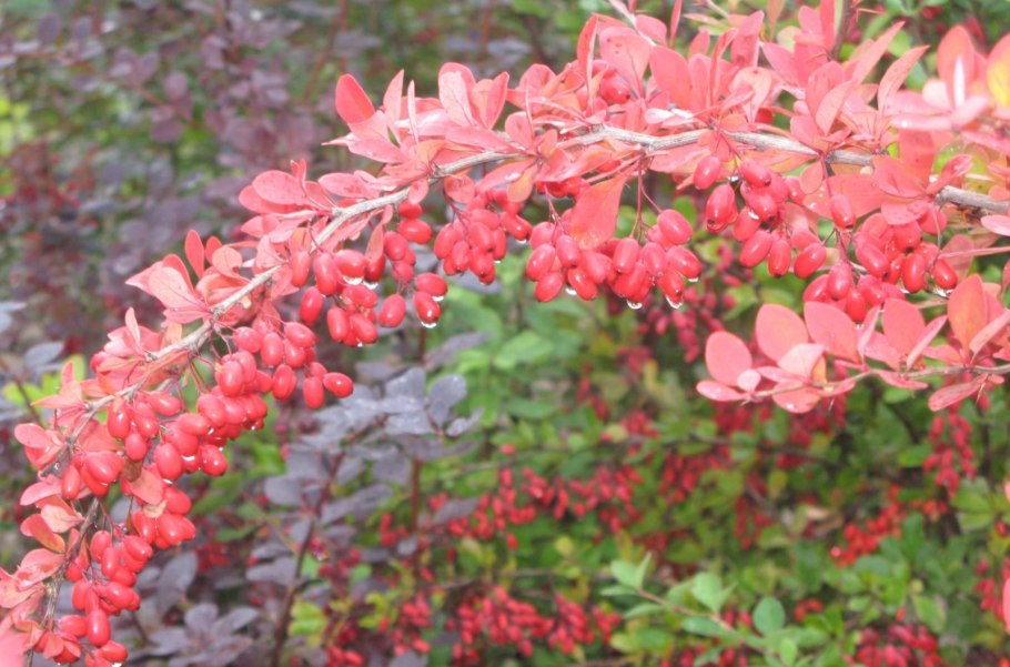 Барбарис Амурский (Berberis amurensis Rupr.)