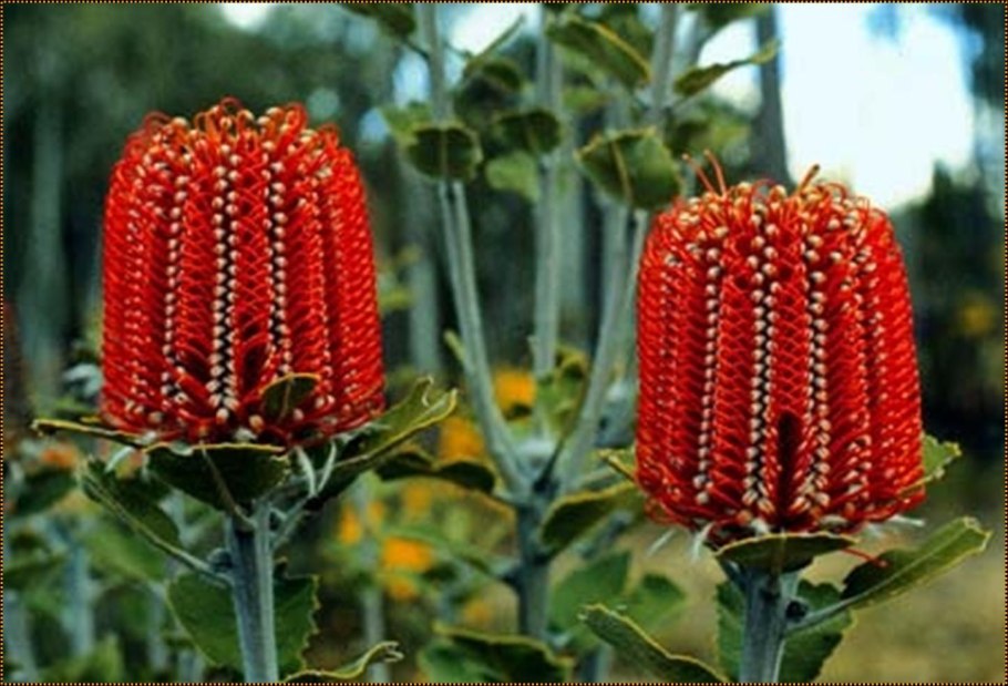 Банксия описание