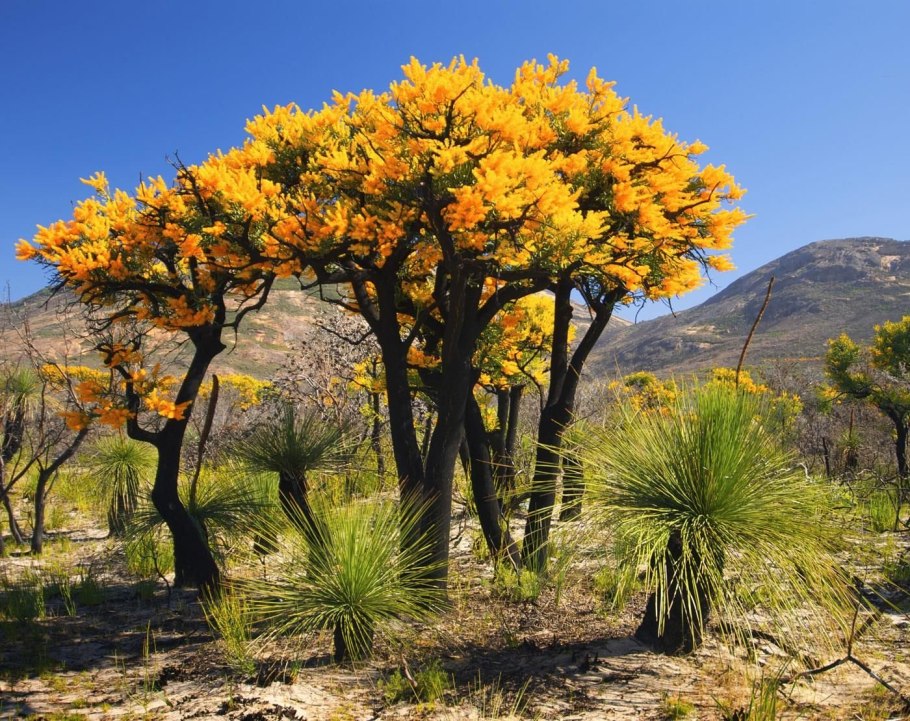 Золотая Акация Австралии