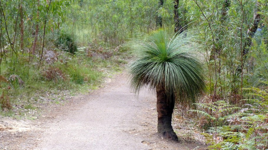 Каустис растение Австралии