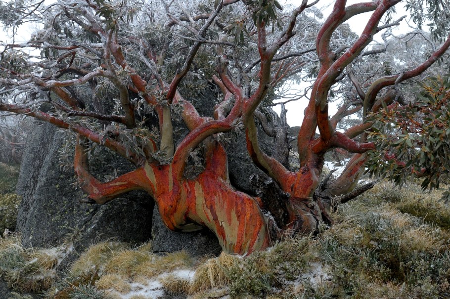 Удивительные растения Австралии