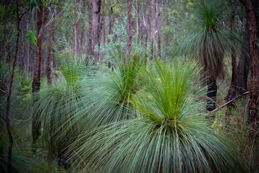 Ксанторрея растение Австралии