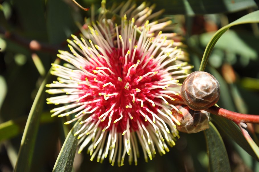 Растениявстралии Австралии манго