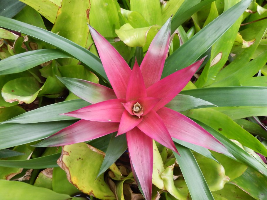 Гринант австралийский