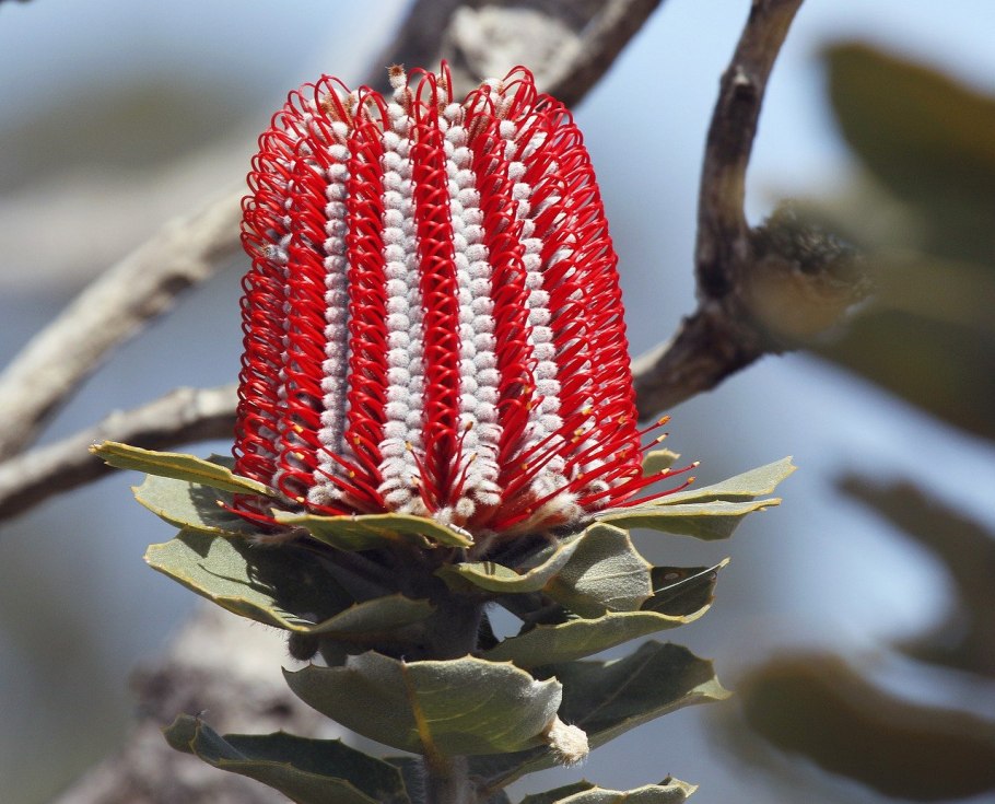 Банксия (Banksia)